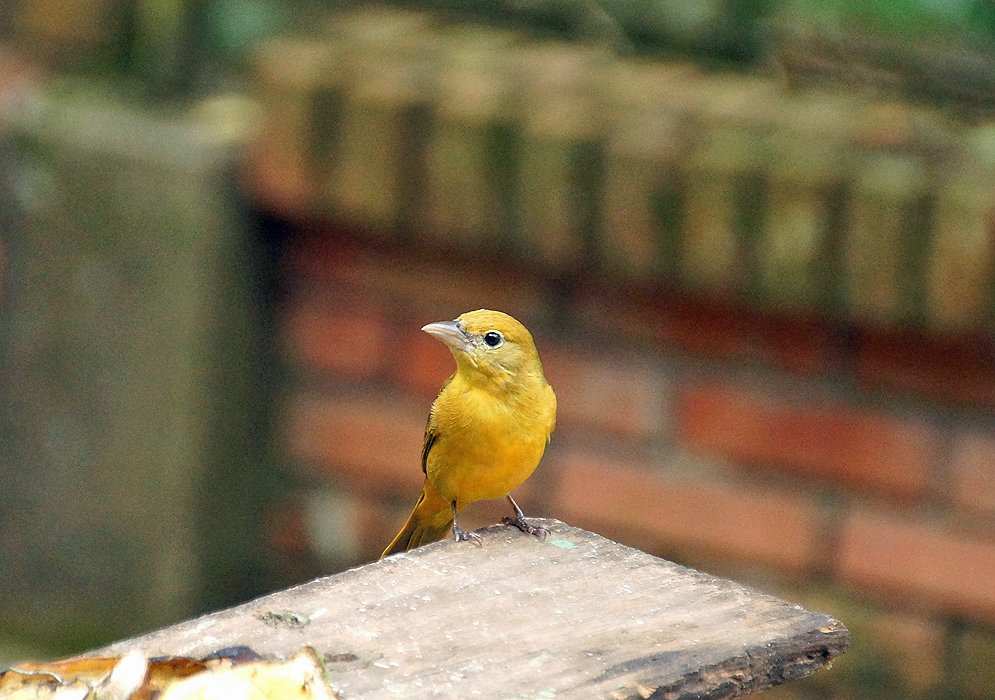 Cadmium-yellow Summer Tanager standing on a wooden table