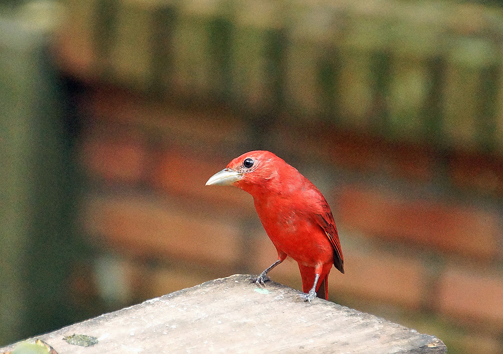 Scarlet and lionel-gold Summer Tanager standing on a wooden table