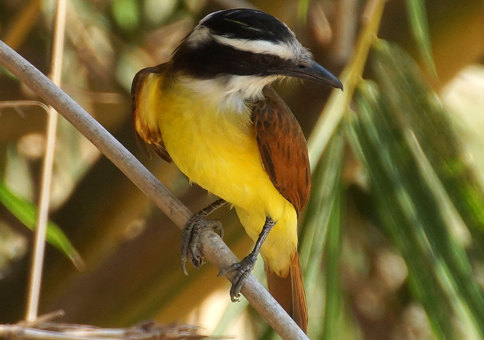 Bright yellow breast feathers
