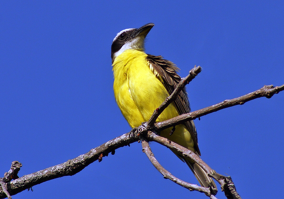 Pitangus sulphuratus on a branch with blue sky in the background