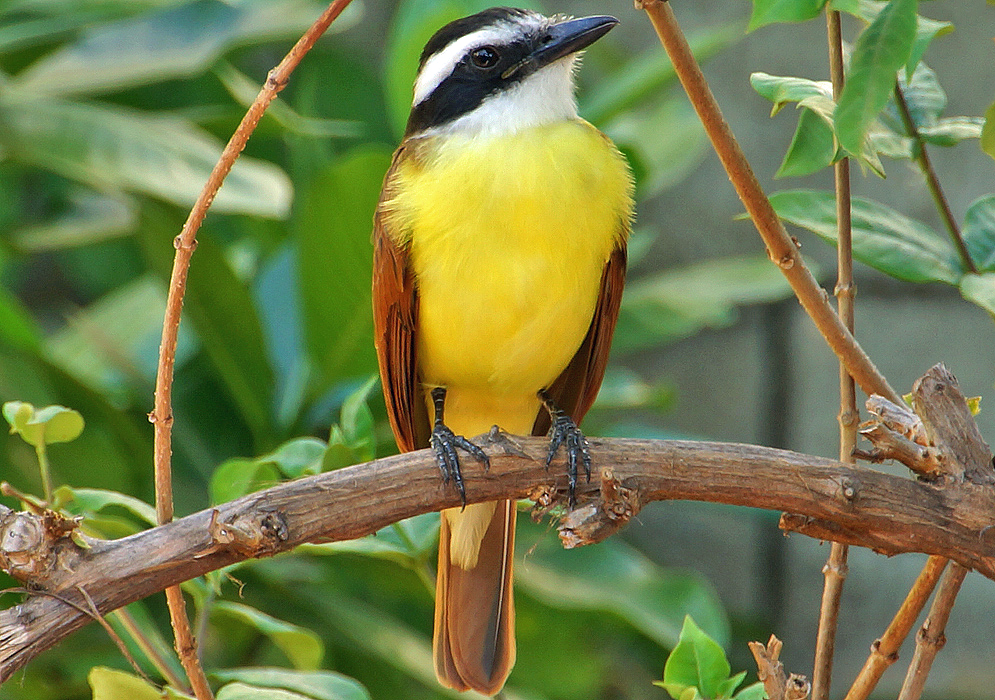 Yellow-chested Great Kiskadee with leather-colored back and tail, while the head has black and white stripes, standing on a tree branch