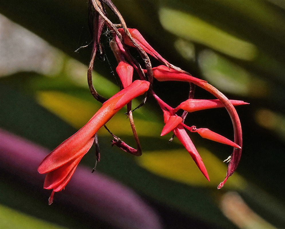 Pitcairnia angustifolia arching stem with widely spaced scarlet tubular flowers