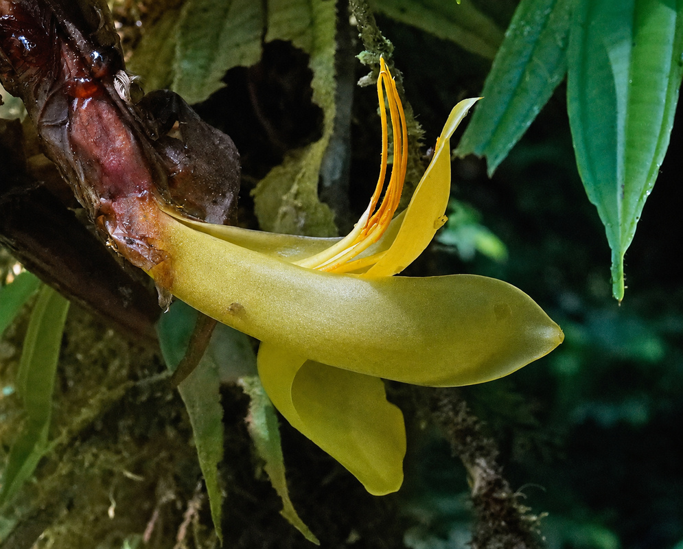 Pitcairnia arcuata long yellow tubular flower with narrow recurved segments on a mossy branch