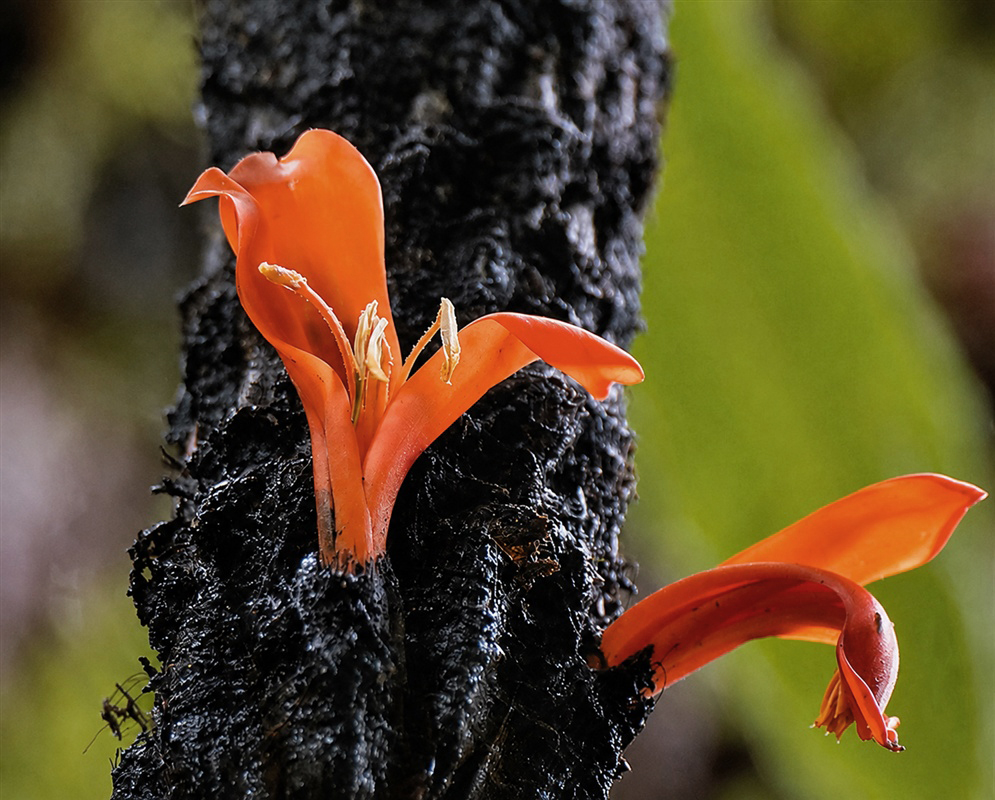 Pitcairnia bakeri vivid orange tubular flowers emerging from a dark textured inflorescence