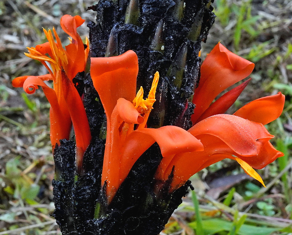 Pitcairnia barrigae vivid orange tubular flowers emerging from dark upright bracts