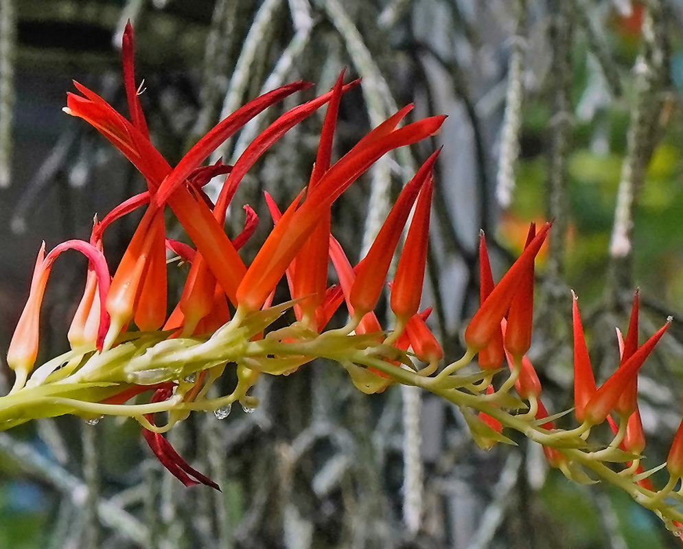 Pitcairnia bergii arching inflorescence lined with narrow red orange tubular flowers