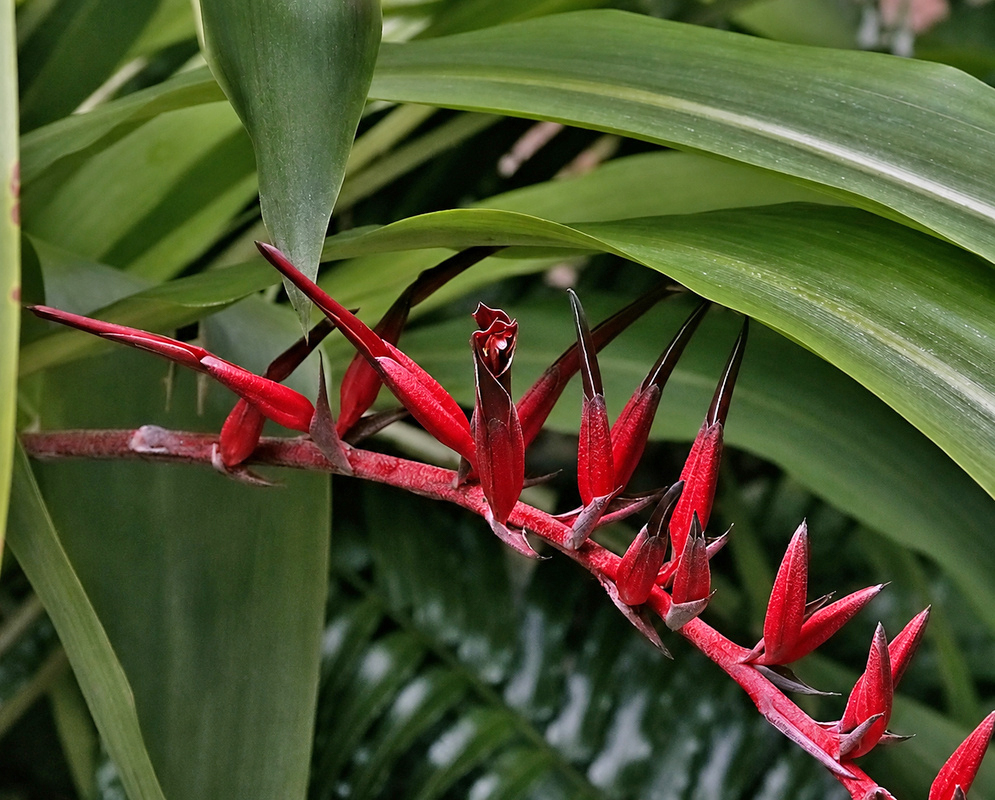 Pitcairnia Coral Horizon arching red inflorescence extending across broad strap-shaped leaves
