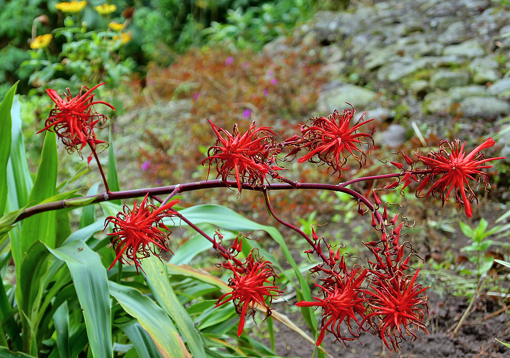 A red Pitcairnia inflorescence with scarlet flowers with yellow stamens