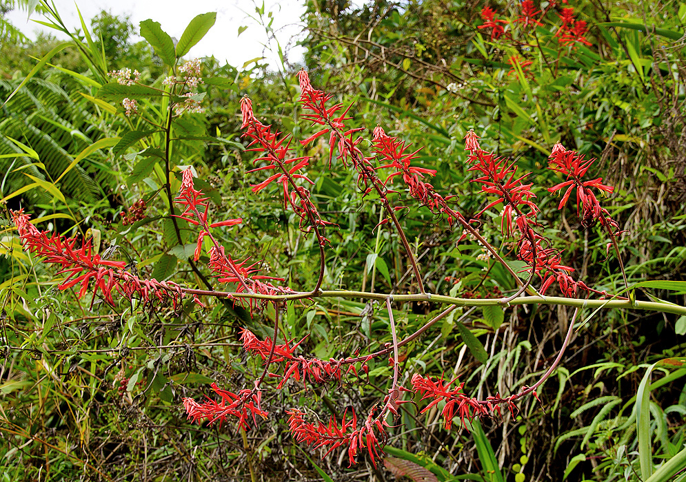 Pitcairnia inflorescence with a red stem and red flowers 