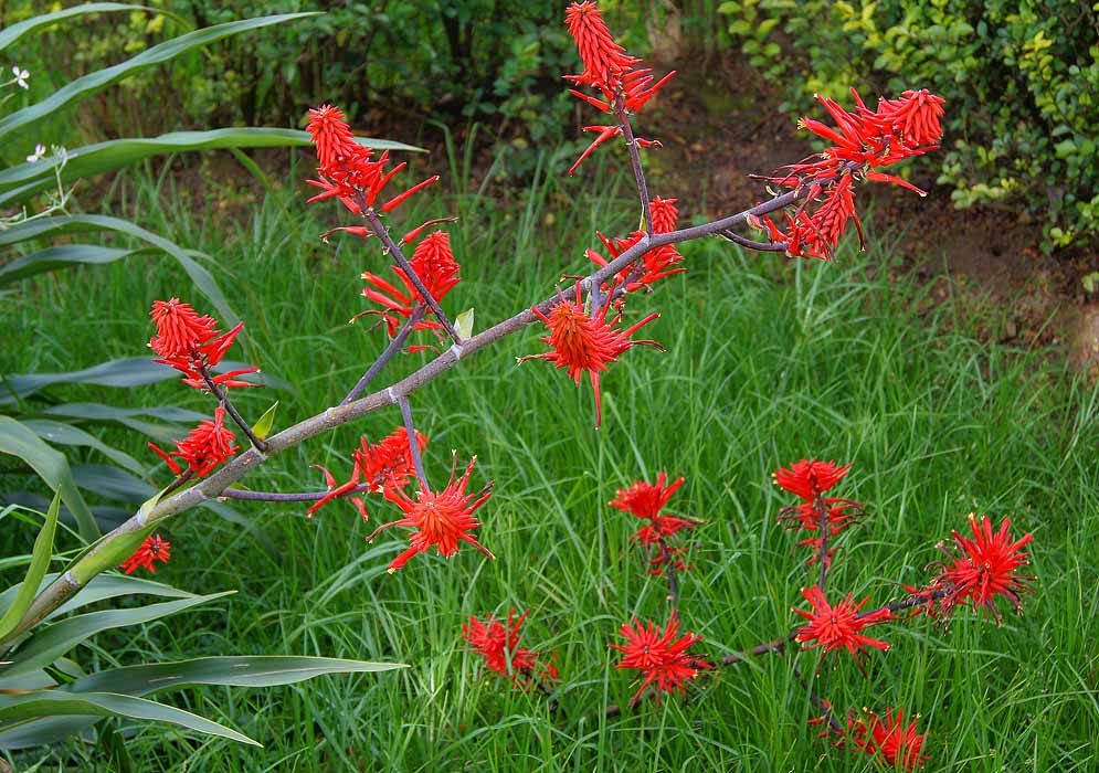 Pitcairnia inflorescence with bright red flowers