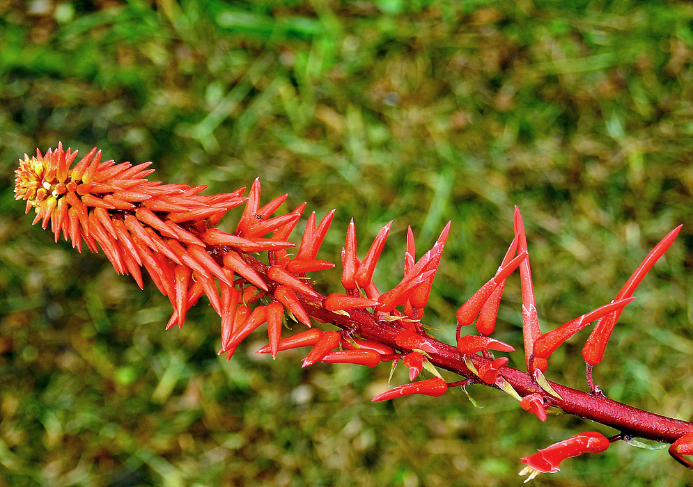 A red Pitcairnia inflorescence with scarlet flowers with yellow stamens