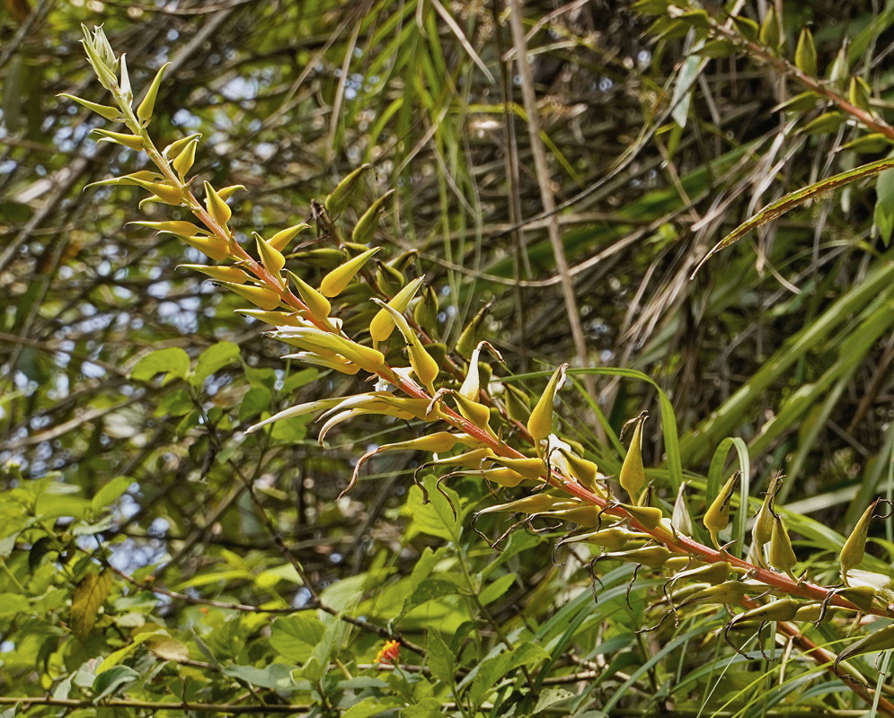 Pitcairnia megasepala tall branching greenish-yellow inflorescence among narrow leaves
