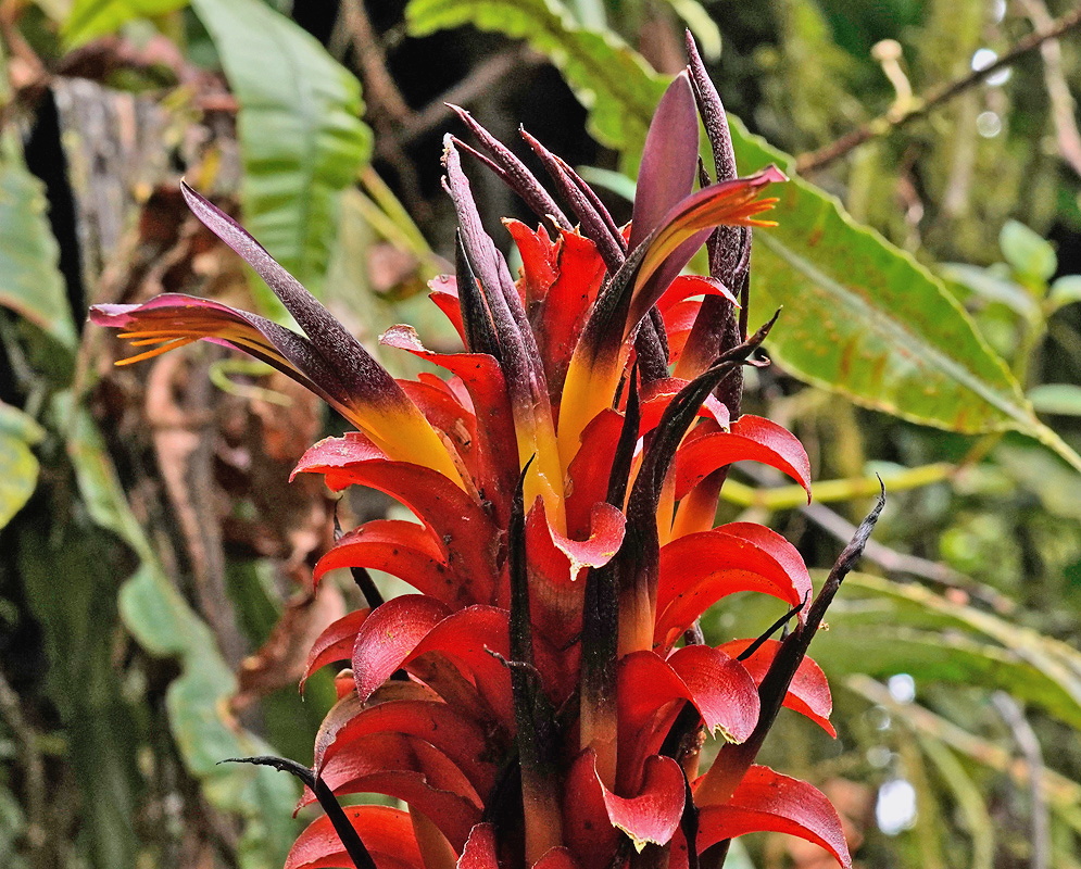 Pitcairnia nigra dense upright inflorescence with red flowers and dark maroon bracts