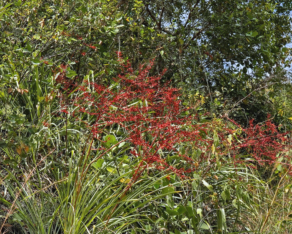 Pitcairnia Red Flowers Colombia Red Pitcairnia flowers on an arching inflorescence in southern Colombia