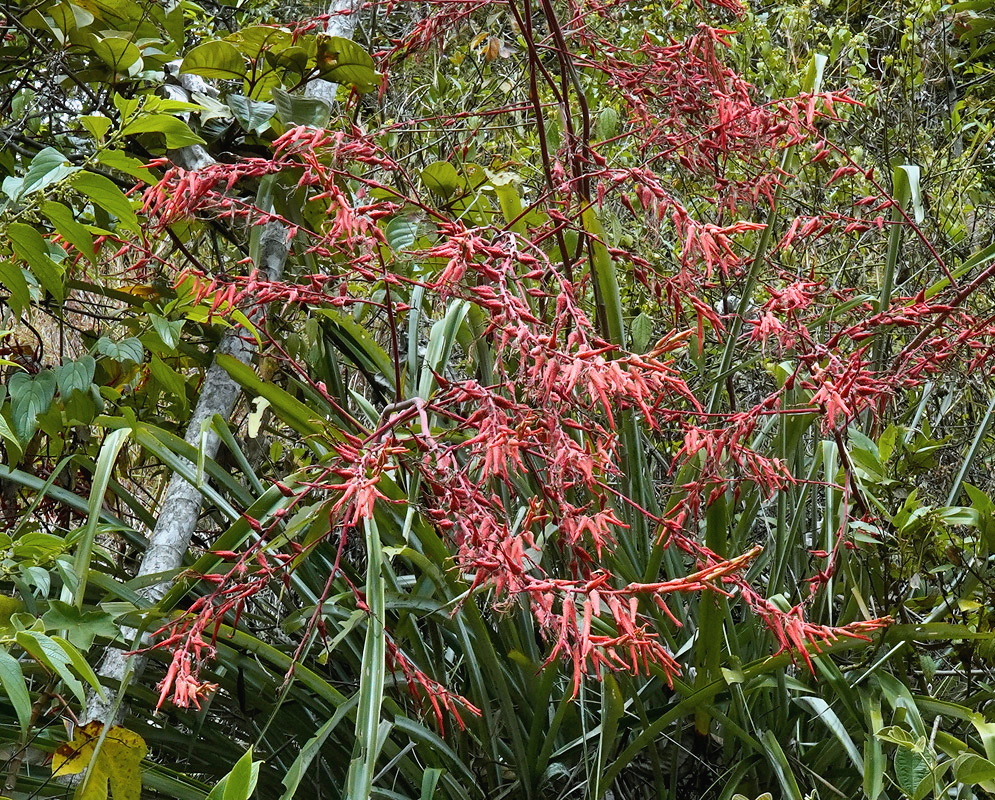 Pitcairnia red inflorescence