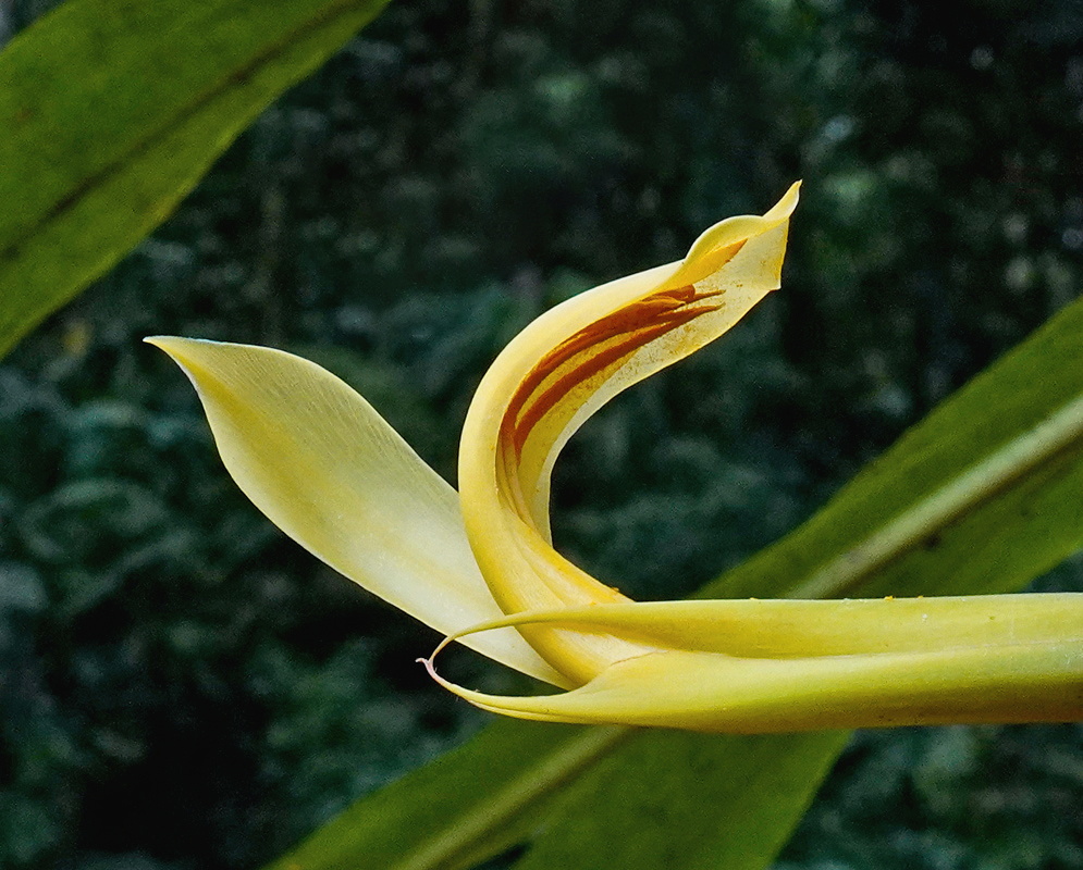 Pitcairnia stevensonii elongated pale yellow flower with a dark red central stripe