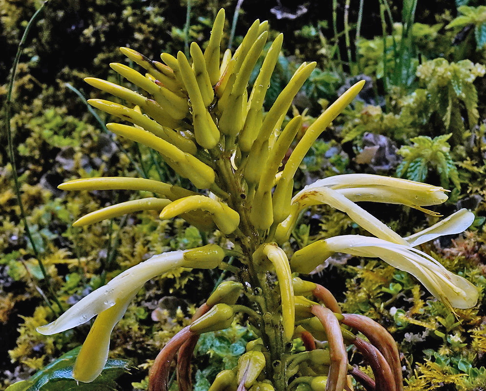 Pitcairnia trianae plant habit and foliage