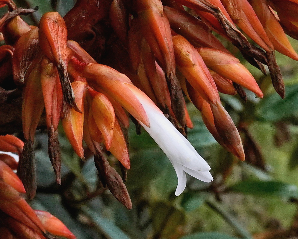 White Pitcairnia flower with orange sepals in the Sierra Nevada mountains of Colombia