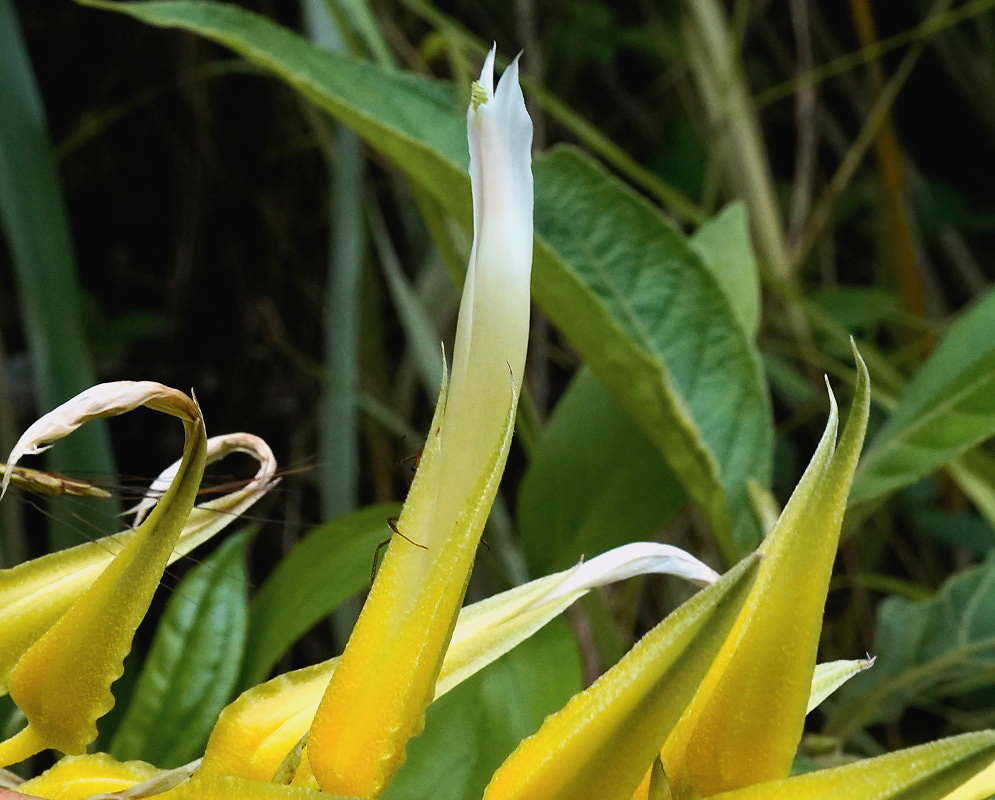 White Pitcairnia flower with yellow sepals in southern Colombia