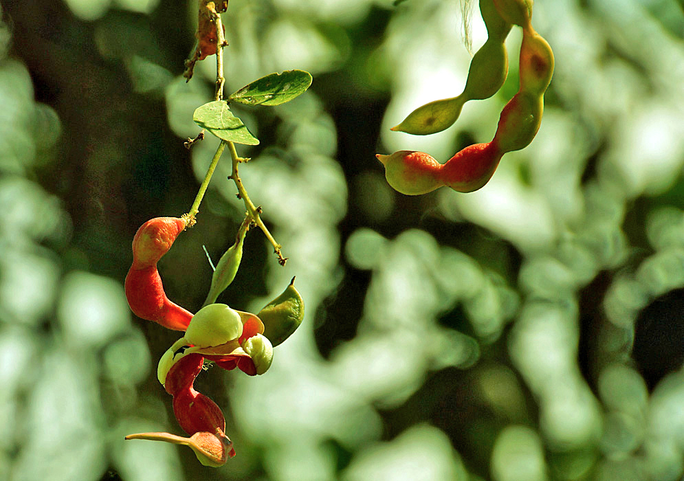 Green and orange Pithecellobium dulce seeds pods hanging from a tree with one pod split exposing the white pulp