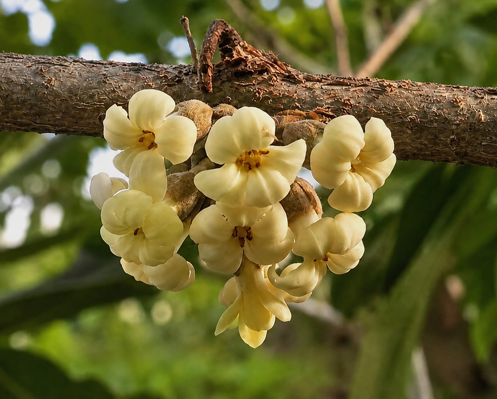 Pittosporum napaliense cluster of cream flowers growing directly from a woody branch