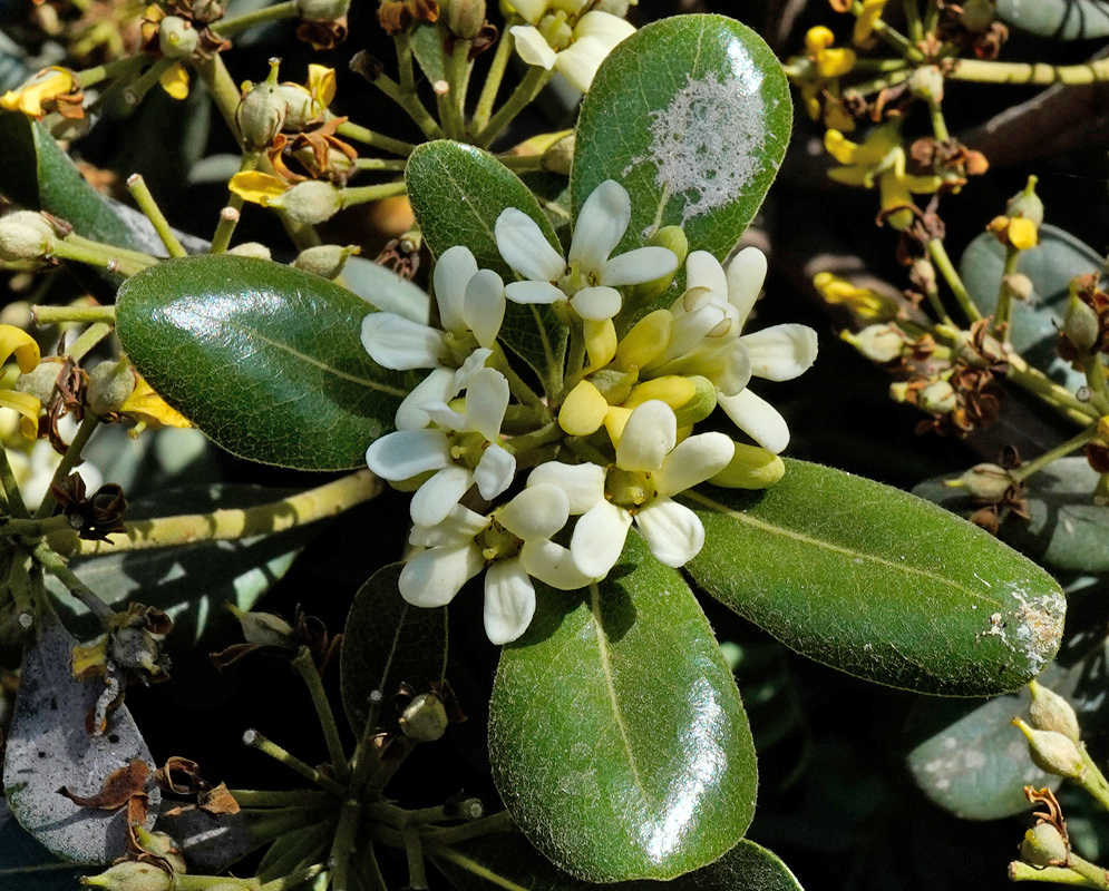 A cluster of small white and pale yellow Pittosporum tobira flowers surrounded by thick, glossy, dark green leaves with visible veins