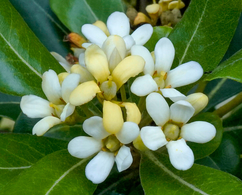 A branch of Pittosporum tobira clusters with white and cream color flowers with glossy leaves