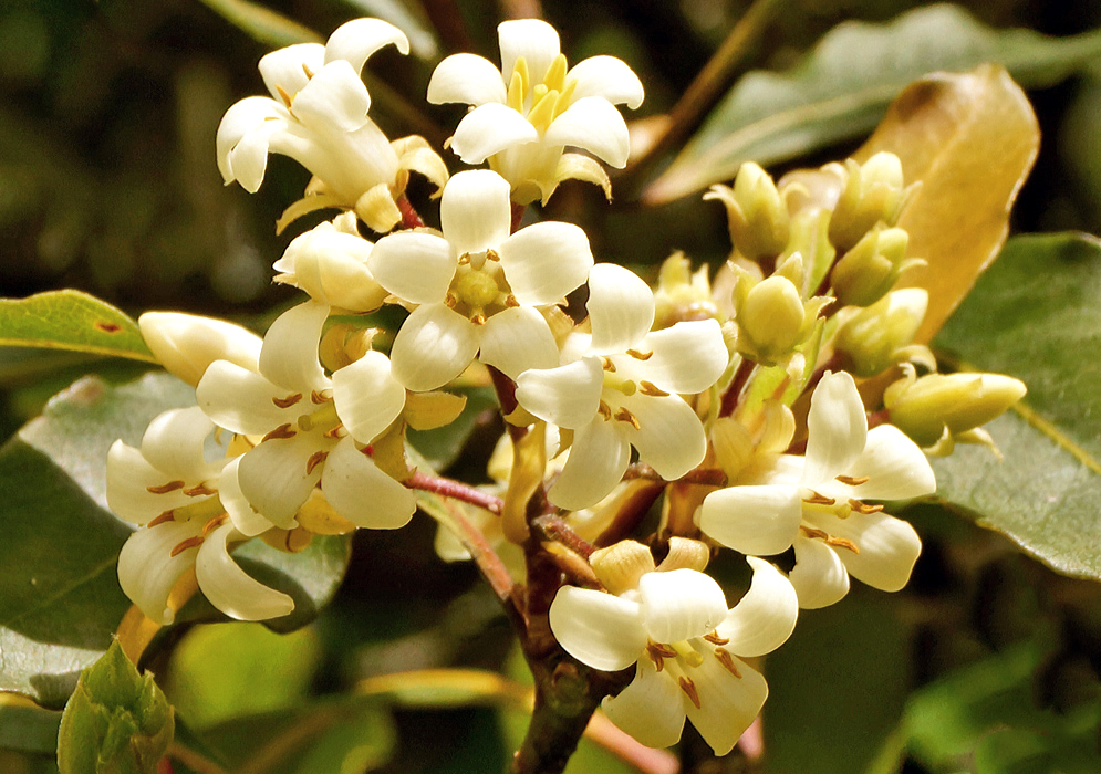 A cluster of Pittosporum undulatum white flowers with five brown anthers and a yellow pistel and flower buds in sunlight