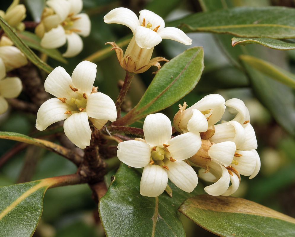 A cluster of Pittosporum undulatum white flowers with five brown anthers and a yellow pistel in sunlight
