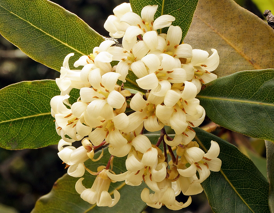 A cluster of Pittosporum undulatum white flowers with five brown anthers and a yellow pistel 