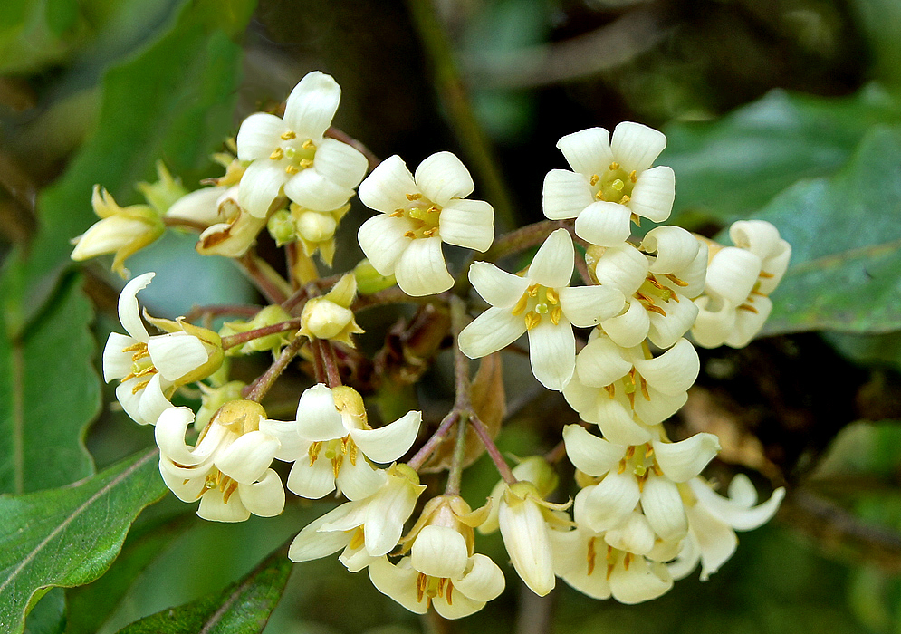 A cluster of Pittosporum undulatum white flowers with five brown anthers and a yellow pistel in shade