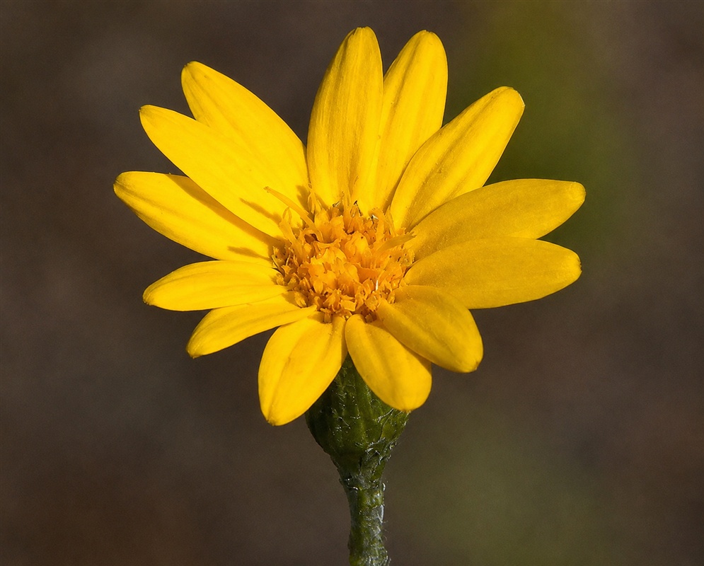 Pityopsis graminifolia golden composite flower head on a slender hairy stem