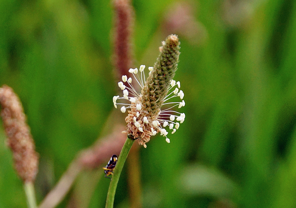 A Plantago lanceolata inflorescence with white flowers