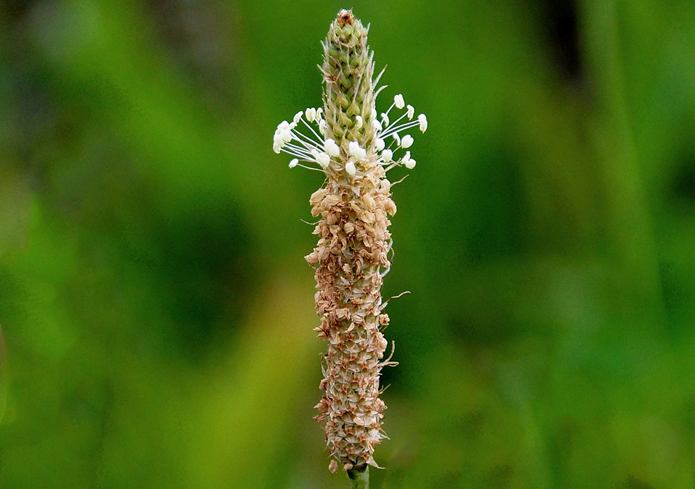 A Plantago lanceolata inflorescence with white flowers and brown dead flowers