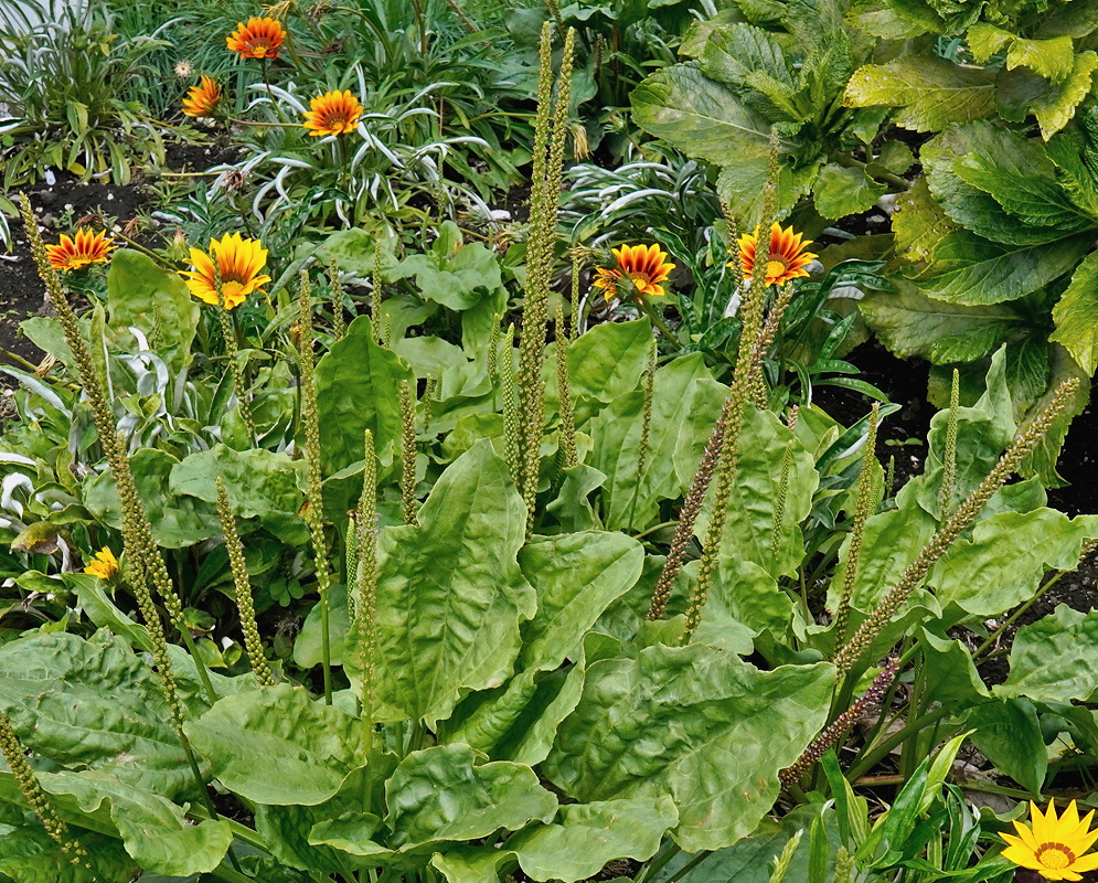 Plantago major broad ribbed leaf rosettes with tall narrow flower spikes among orange daisies