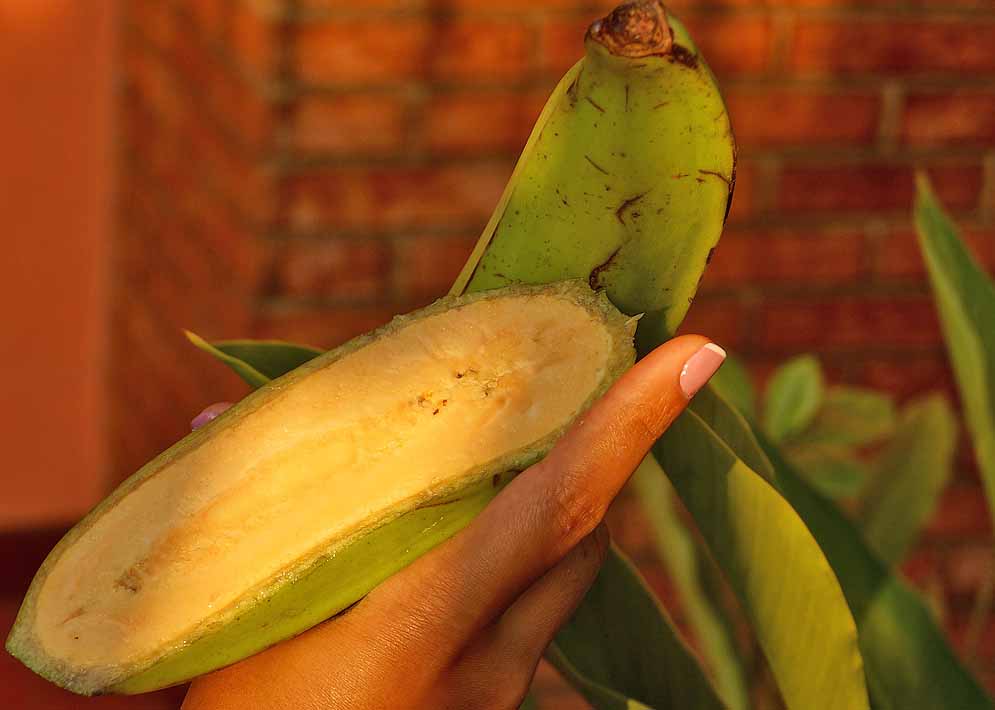 A halved green plantain showing the yellow pulp under sunset light in the palm of a hand 
