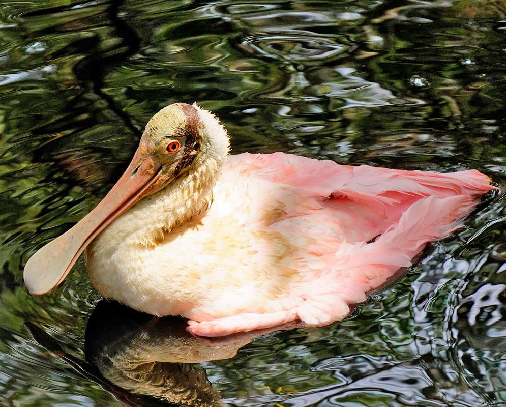 Platalea ajaja swimming