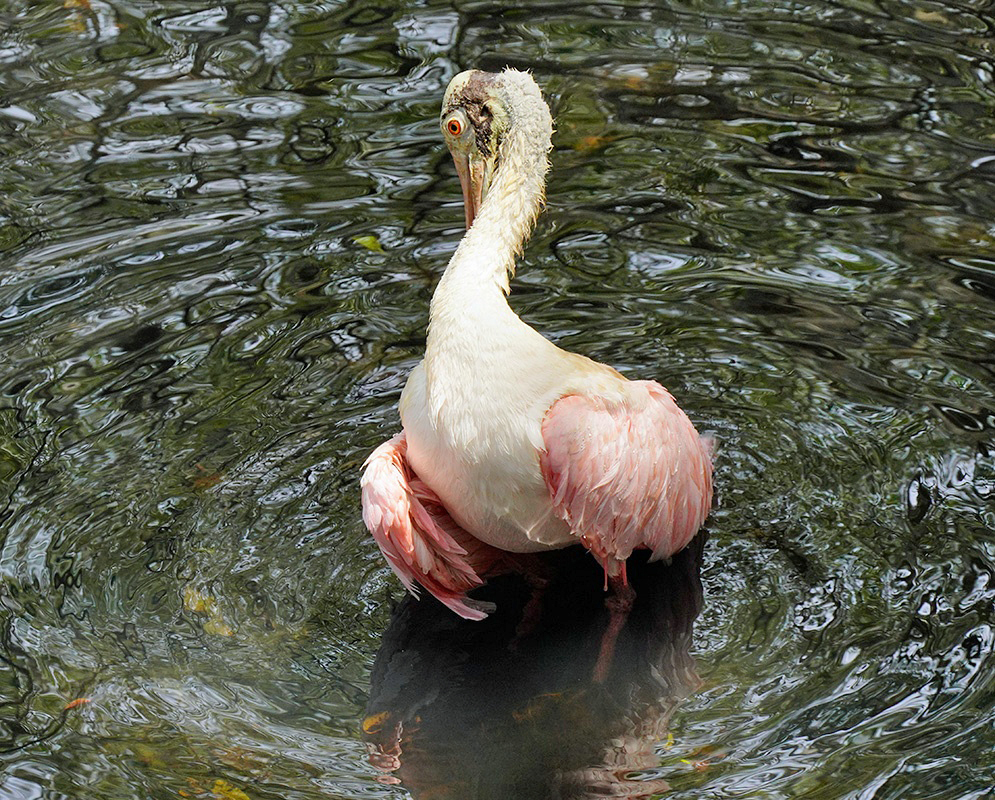 Platalea ajaja Standing A Platalea ajaja standing with its legs, posture, and body plumage visible