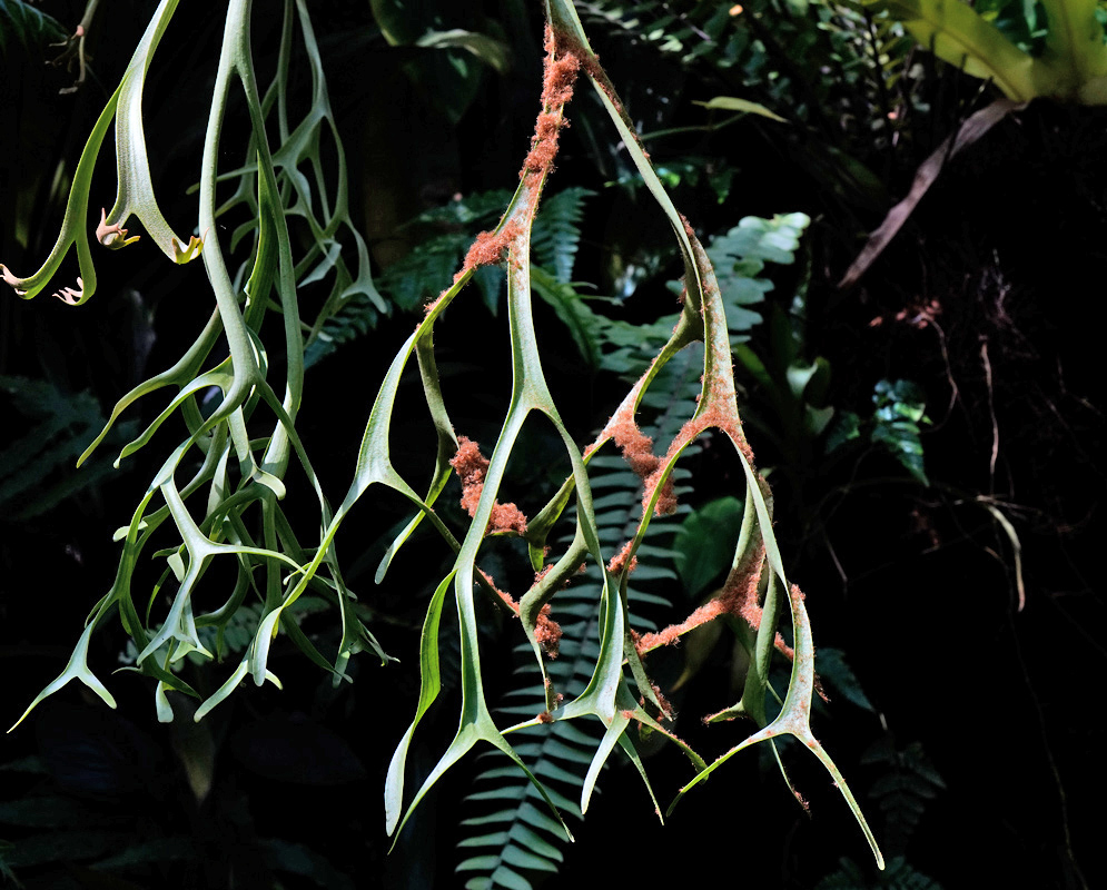 Platycerium bifurcatum forked hanging fertile fronds with brown sporangia patches