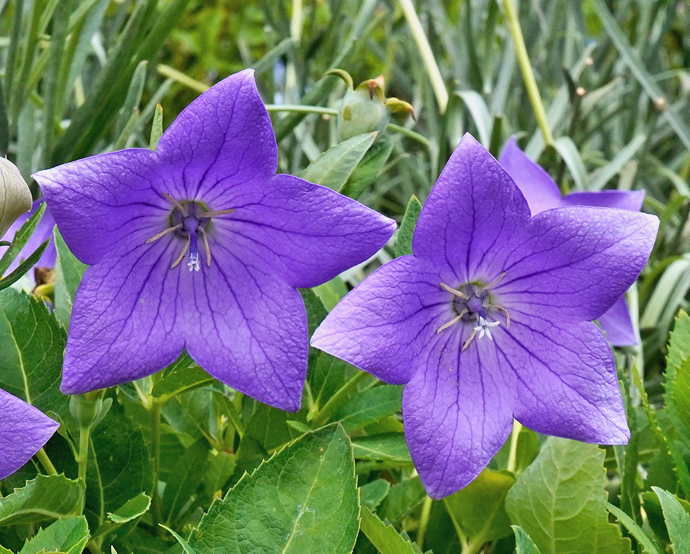 Platycodon grandiflorus Sentimental Blue violet star shaped flowers above toothed green leaves