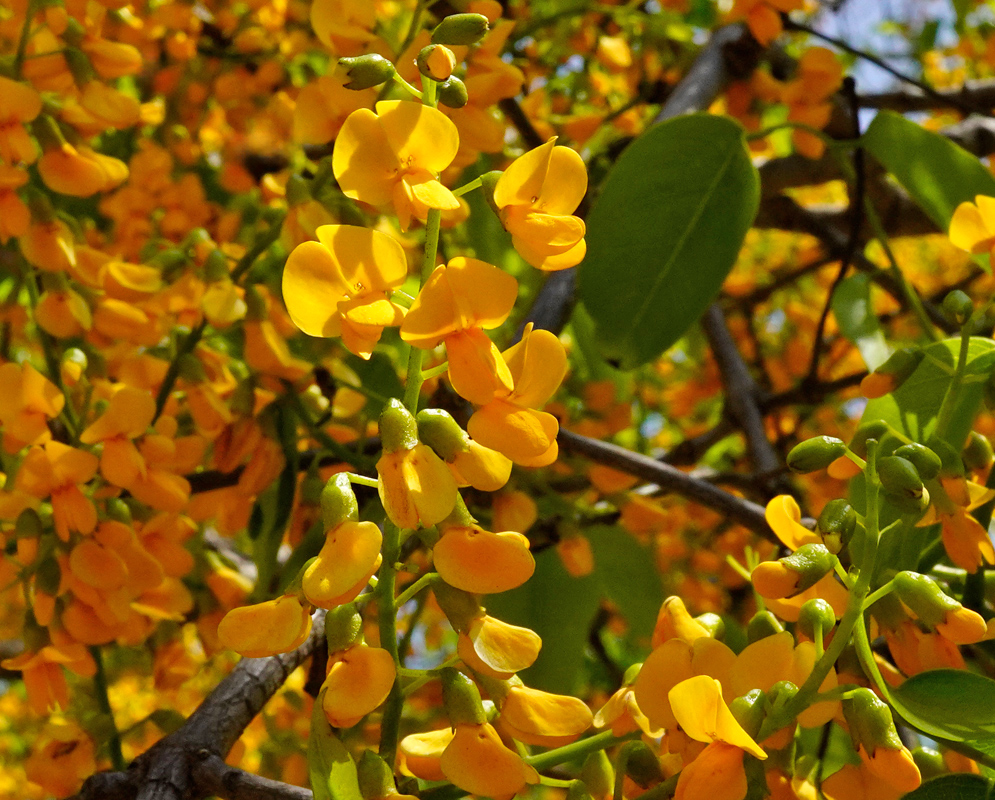 Dense clusters of golden-yellow Platymiscium pinnatum flowers blooming on branches with green leaves and sunlight filtering through the canopy
