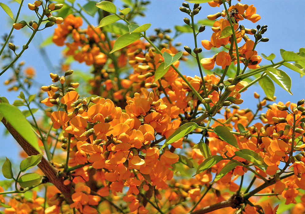 Platymiscium pinnatum inflorescence with orange-yellow flowers under blue sky