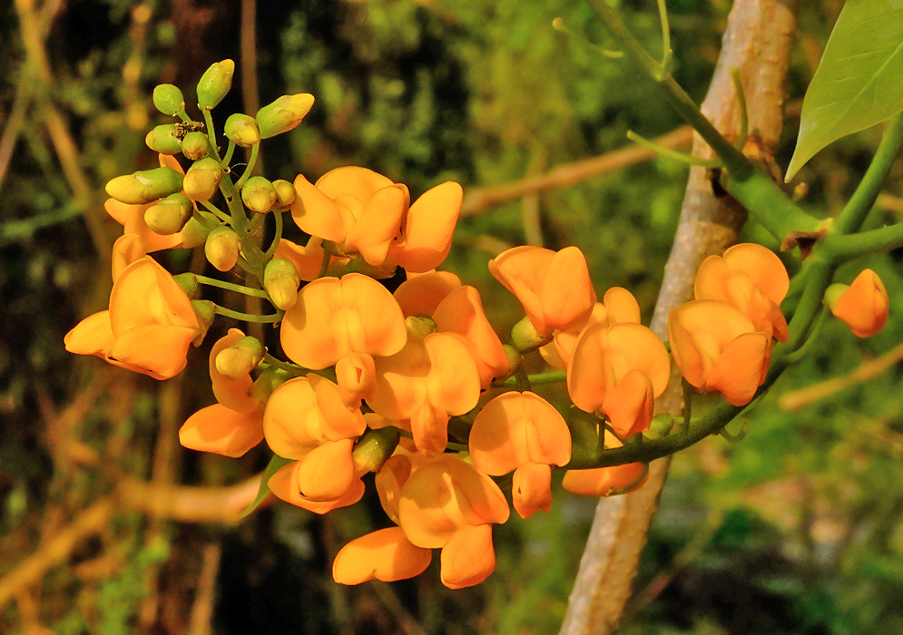 Platymiscium pinnatum with orange-yellow flowers in sunlight