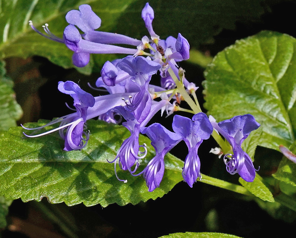Plectranthus ecklonii branching cluster of lavender two lipped flowers above broad textured leaves