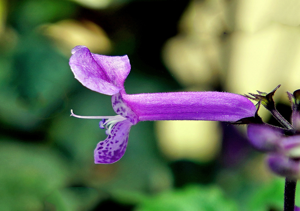A purple Plectranthus (Mona Lavender) flower with white filaments and purple anthers