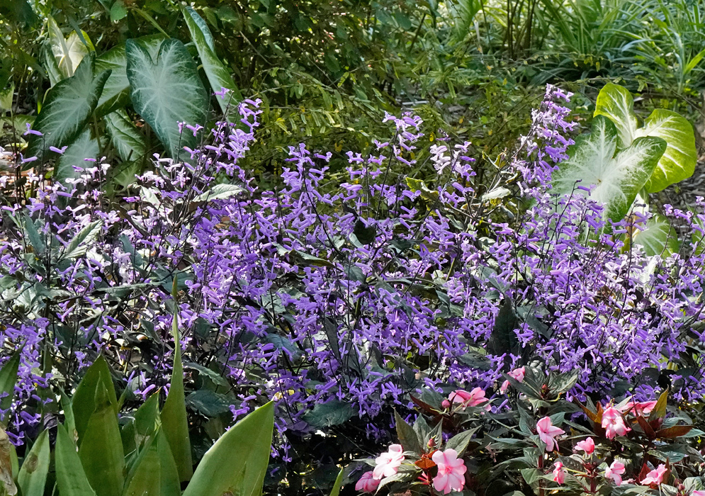 Plectranthus 'Mona Lavender' Flowering Bush Dense bush of Plectranthus 'Mona Lavender' with upright spikes of pale purple tubular flowers and dark green foliage, growing in a shaded garden bed