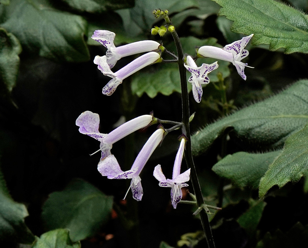 Plectranthus 'Mona Lavender' Flower Detail Close-up of delicate pale purple Plectranthus 'Mona Lavender' flowers with dark purple spots on the lower petals, set against dark green textured foliage