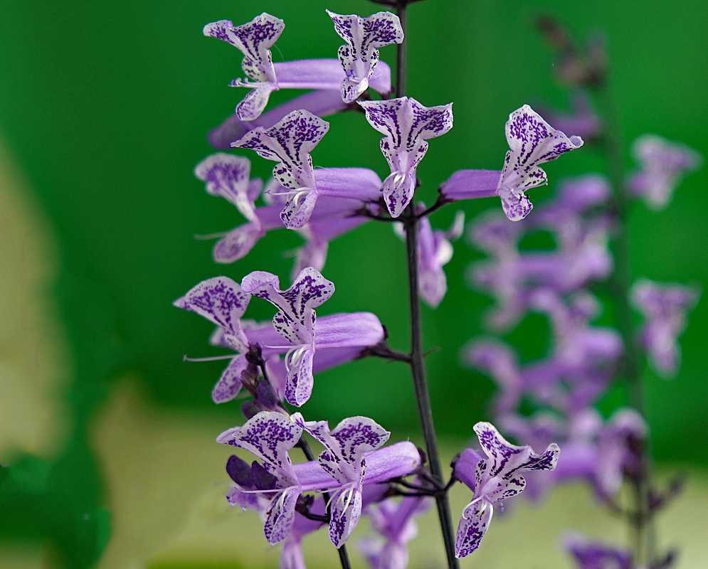 Plectranthus flowers with different shades of purple