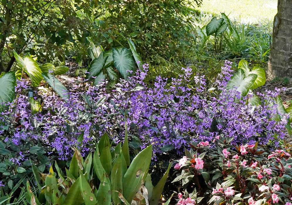 Plectranthus 'Mona Lavender' Garden Shrub Full view of a lush Plectranthus 'Mona Lavender' shrub covered in purple blooms and surrounded by other tropical foliage and pink flowering plants