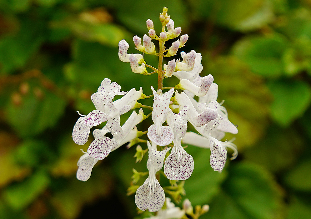 Plectranthus verticillatus infloresence with white flowers with small purple dots